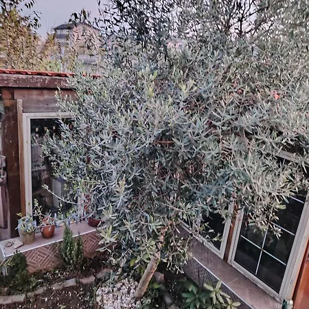 La Rosa Della Reggia